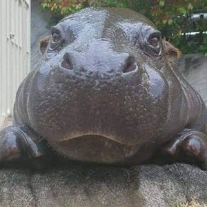 Meet your Posher, Diana